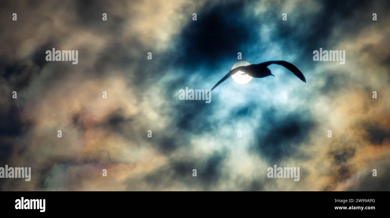 A beautiful scene of a bird soaring through the sky against a backdrop ...