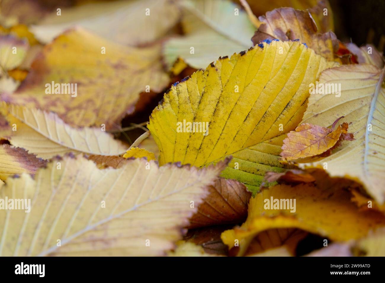 A close up of an autumnal scene with vibrant yellow, orange and brown leaves scattered on the ground Stock Photo