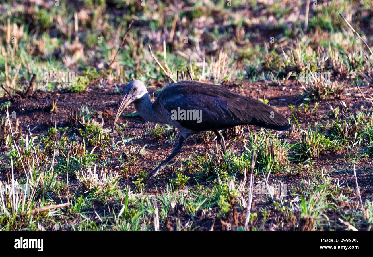 A bird perched on a patch of grass, its long beak clutching an insect, South Africa Stock Photo