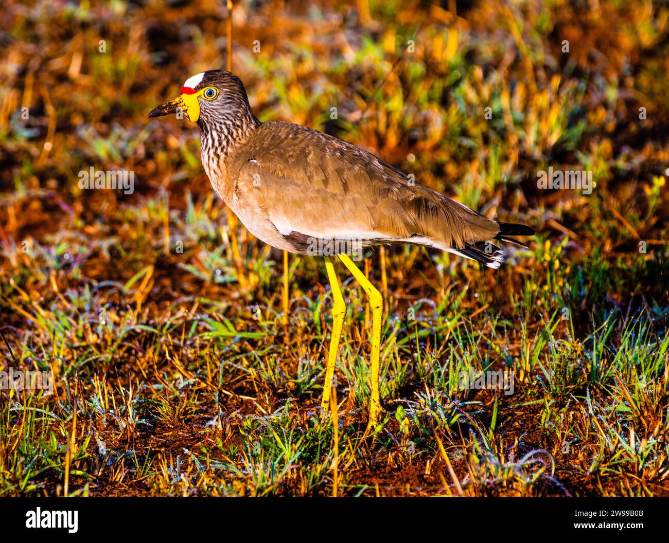 A small bird is foraging for food on the lush green grass in a sunny outdoor setting Stock Photo