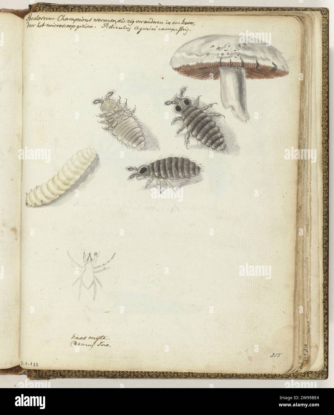 Mushrooms, Jan Brandes, 1770 - 1787 drawing Color drawing of a larva that houses in a mushroom in addition and various forms of the beetle that occurs from the Larf. Larf and Beetle seen through the Mikroscope. With inscription. Part of Jan Brandes' sketchbook, dl. 1 (1808), p. 215. Doetinchem paper. pencil. watercolor (paint) brush insects. mushrooms Stock Photo