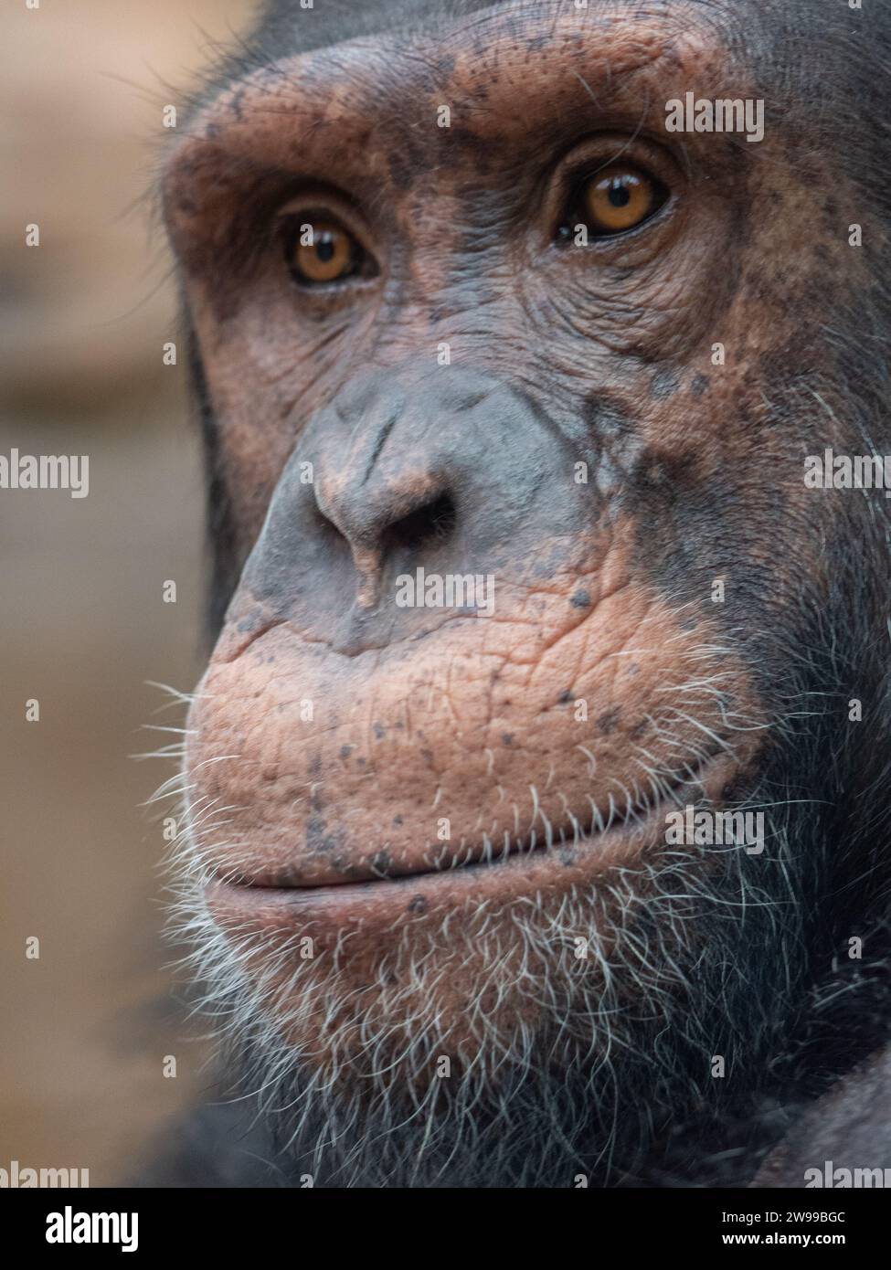 A closeup portrait of a chimpanzee. France Stock Photo