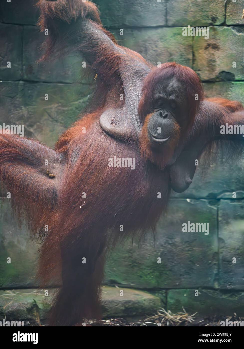 A large orangutan pictured in the zoo. France Stock Photo