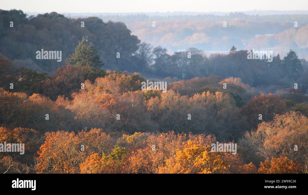 New forest autumn hampshire hi-res stock photography and images - Alamy