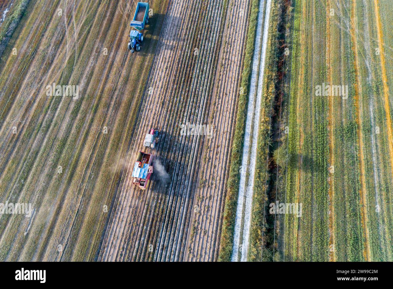 drone view of agricultural machinery working in the potato harvest Stock Photo