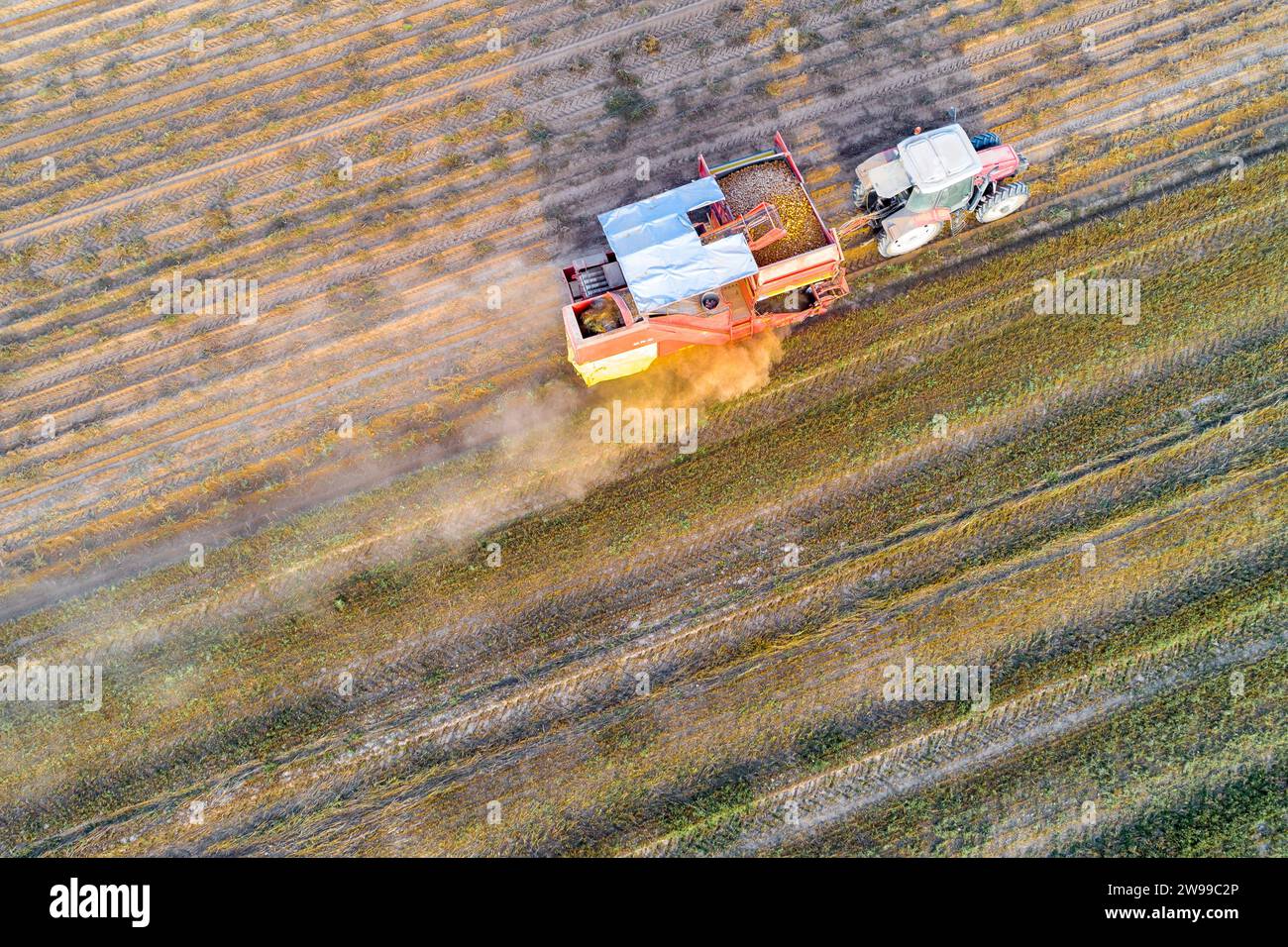 drone view of agricultural machinery working in the potato crop Stock Photo
