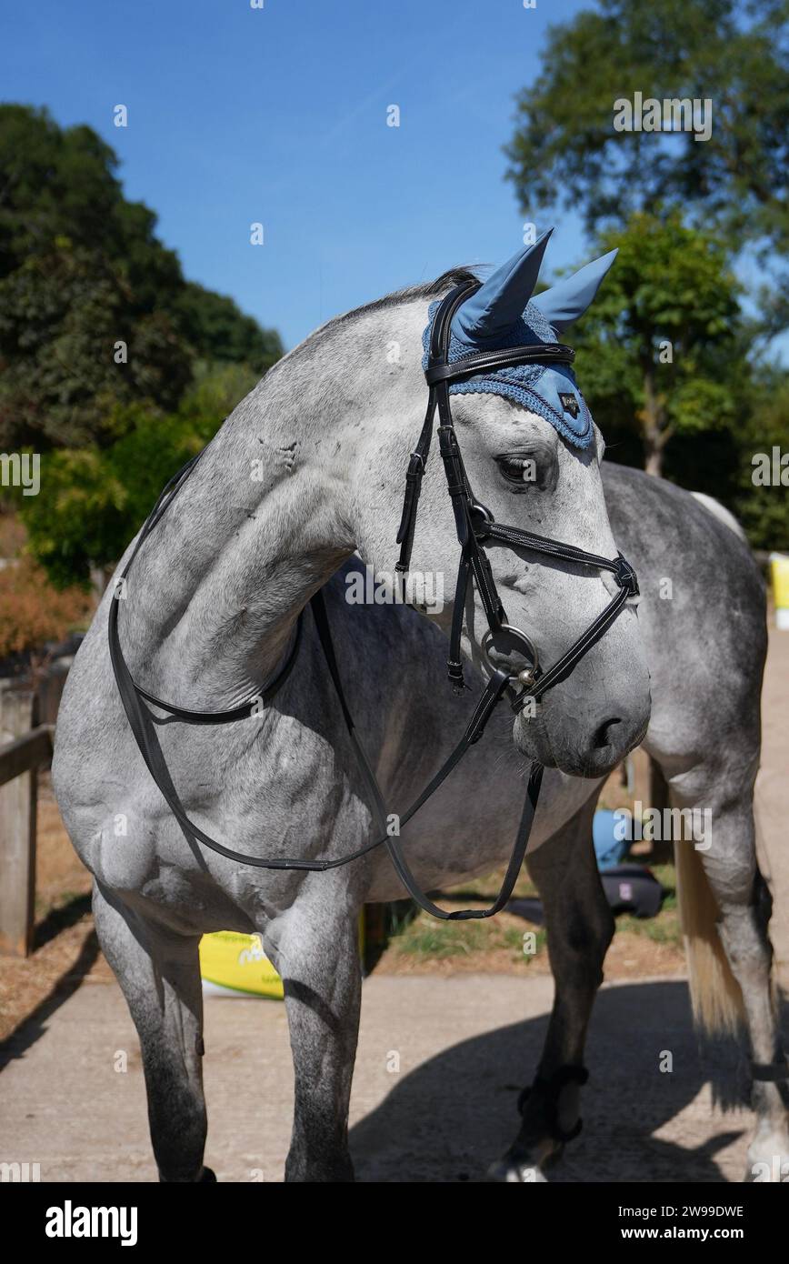 Horse wearing a harness hi-res stock photography and images - Alamy