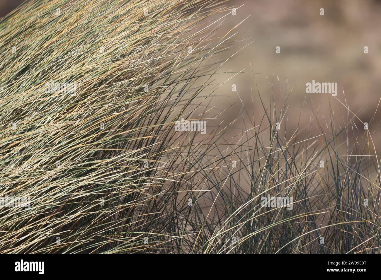 Tall grass blowing in wind hi-res stock photography and images - Alamy