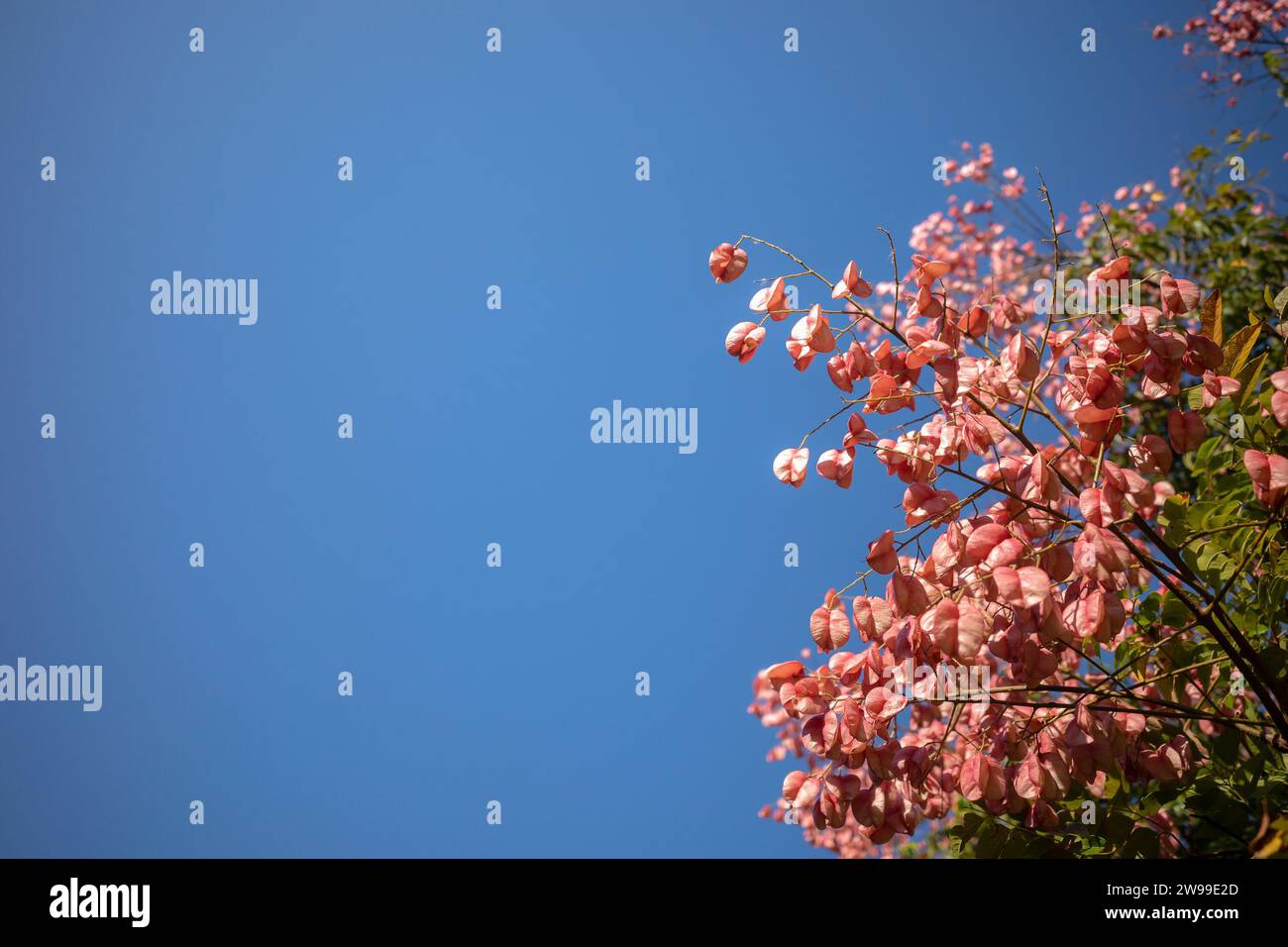 A low angle shot of a flowering rainbow shower tree with vibrant pink