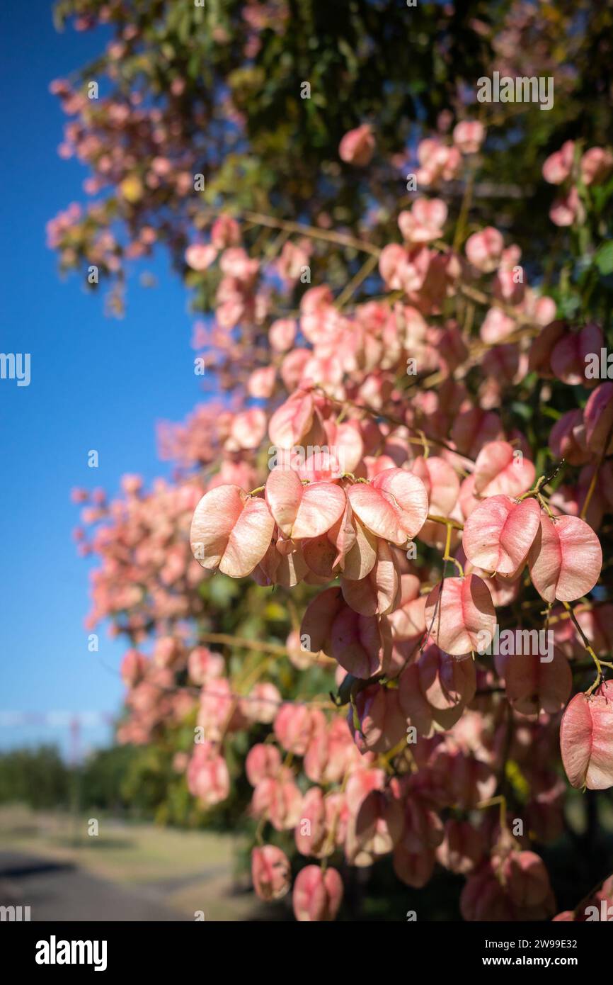 A closeup shot of a flowering rainbow shower tree with vibrant pink