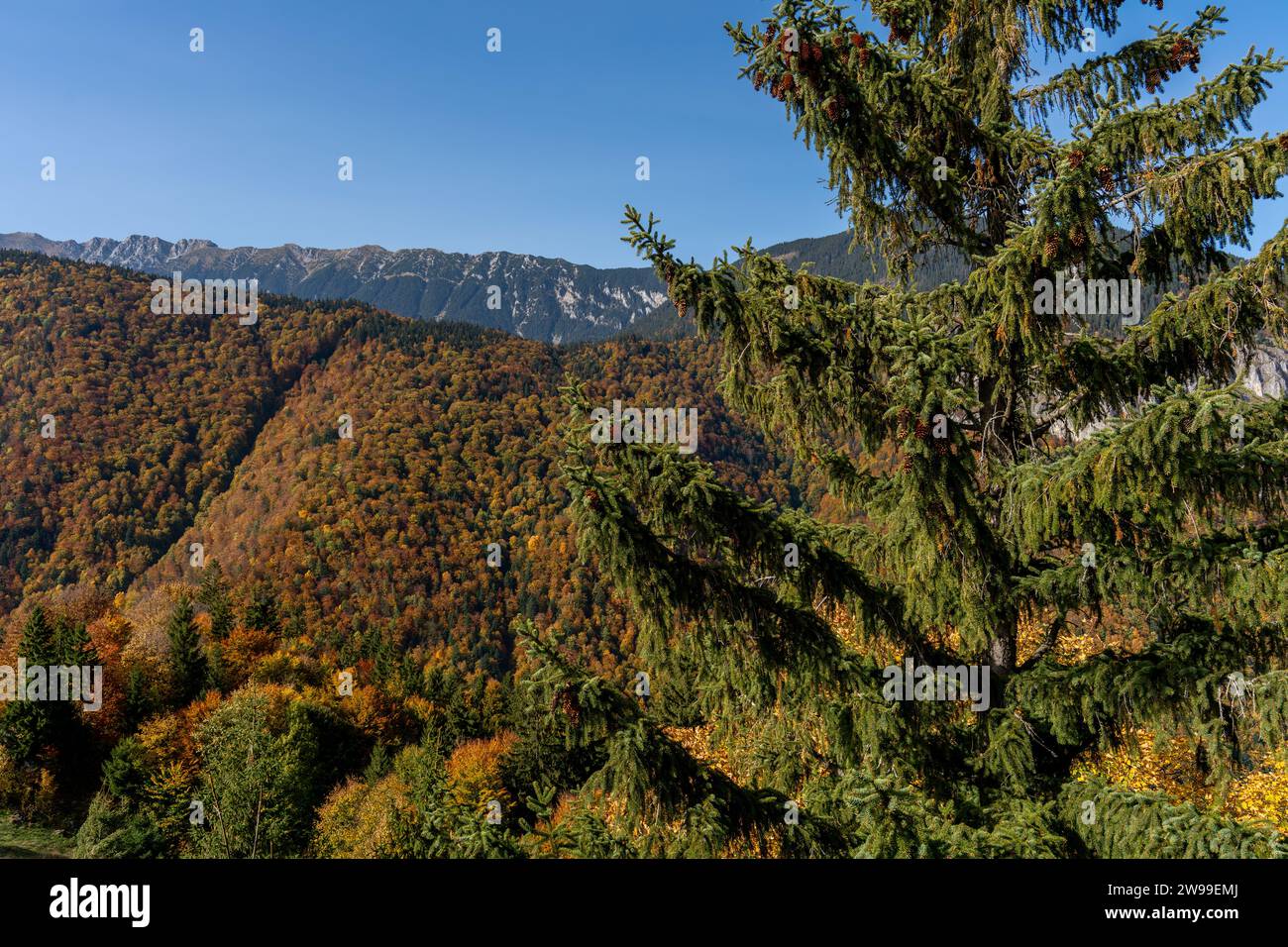 Lush green hillside tall trees hi-res stock photography and images - Alamy