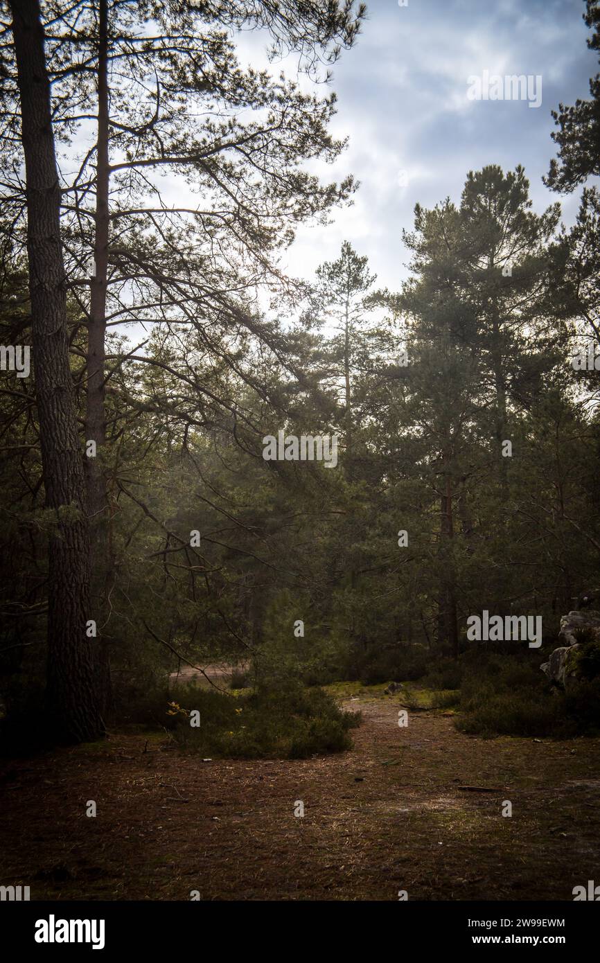Quiet pathway surrounded trees hi-res stock photography and images - Alamy