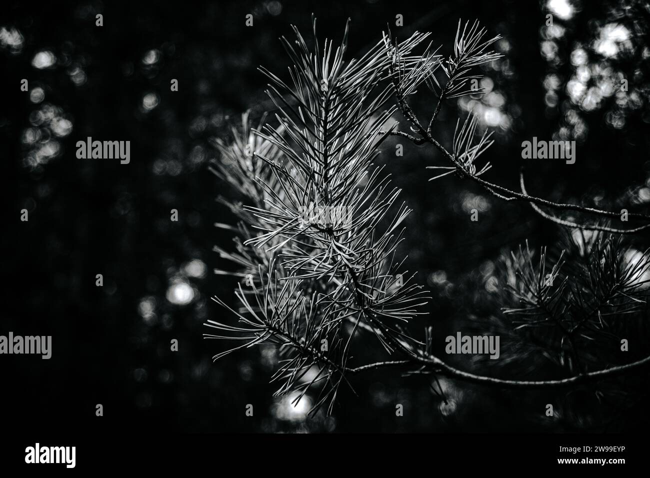 A stunning black and white image of a pine tree in Fontainebleau Forest ...