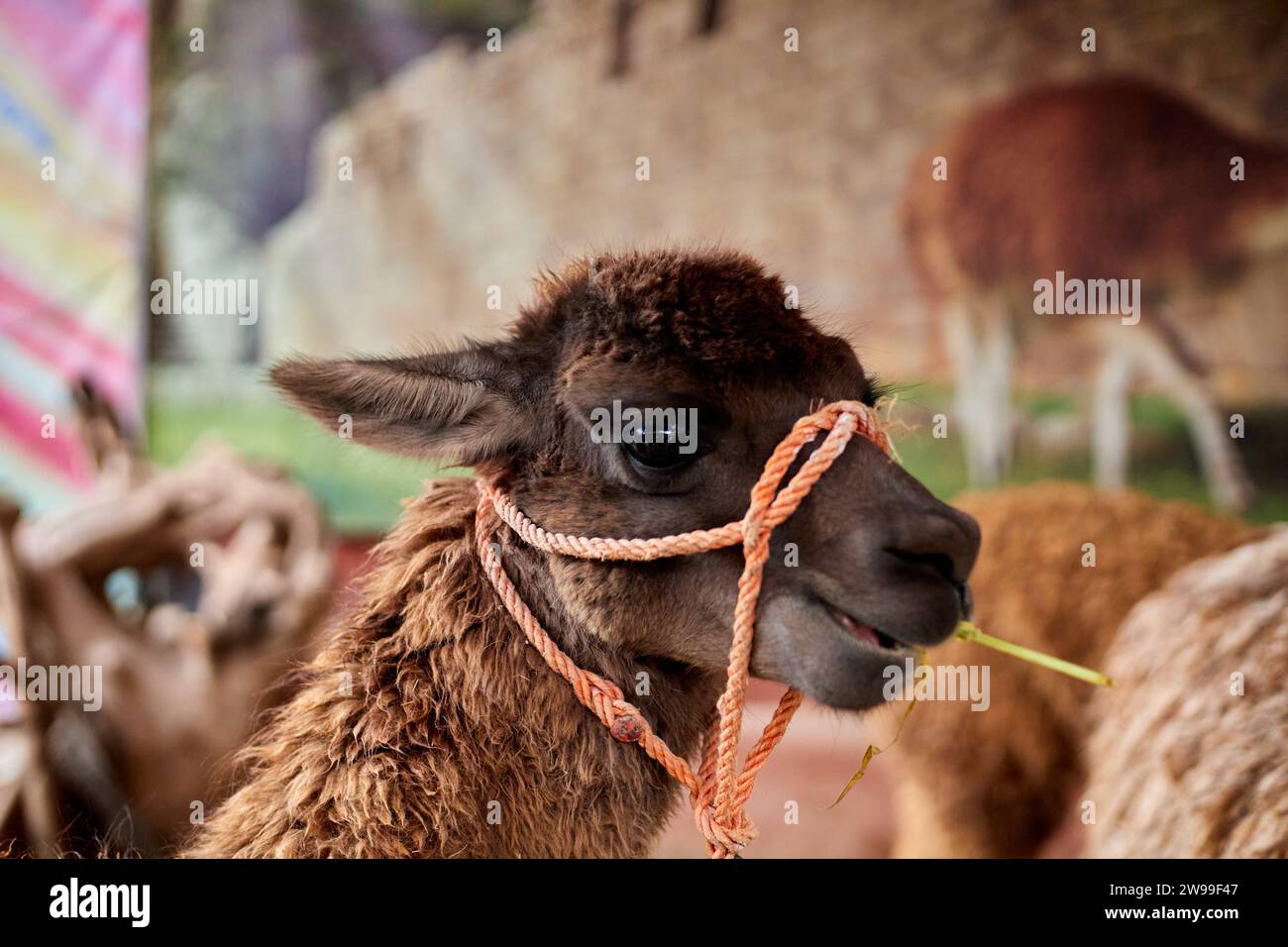 A closeup of a smiling llama Stock Photo