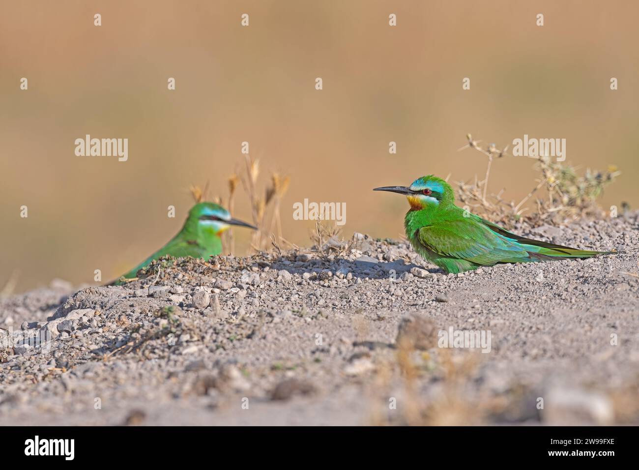 Blue-cheeked Bee-eater, Merops persicus on the ground. Stock Photo