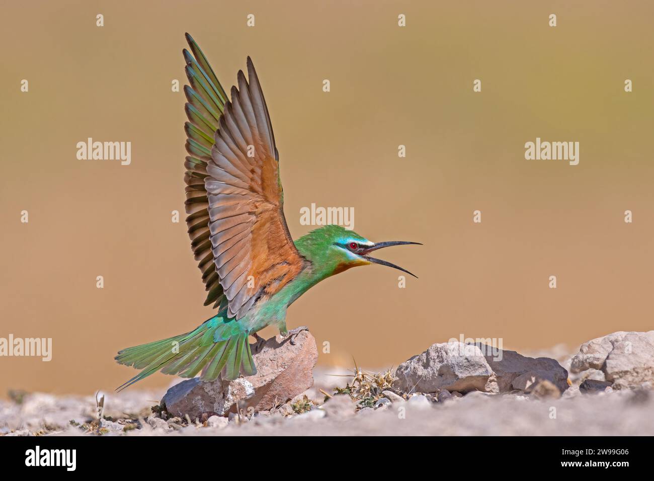 Blue-cheeked Bee-eater, Merops persicus with wings open. Stock Photo