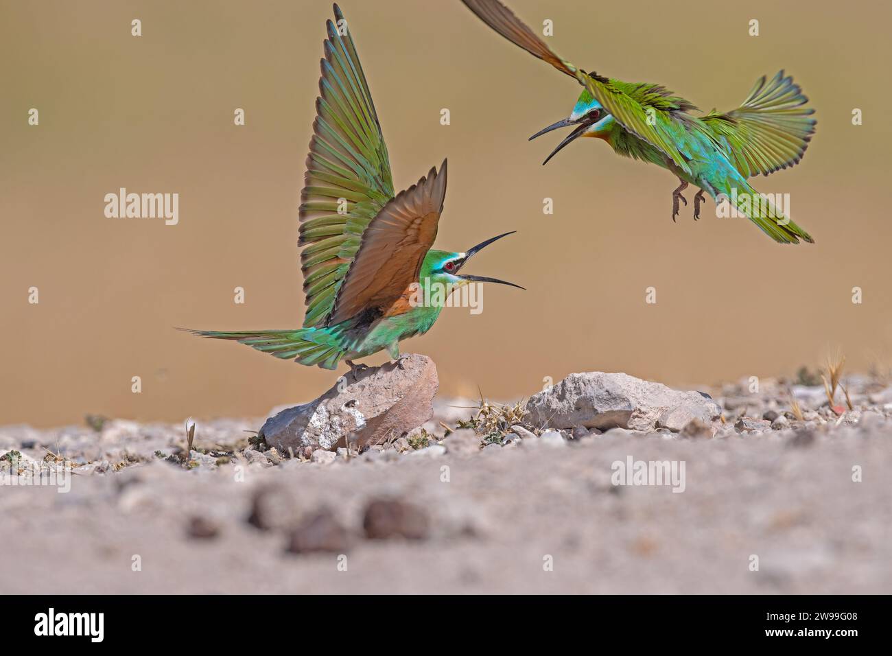 Blue-cheeked Bee-eater, Merops persicus fighting. Stock Photo