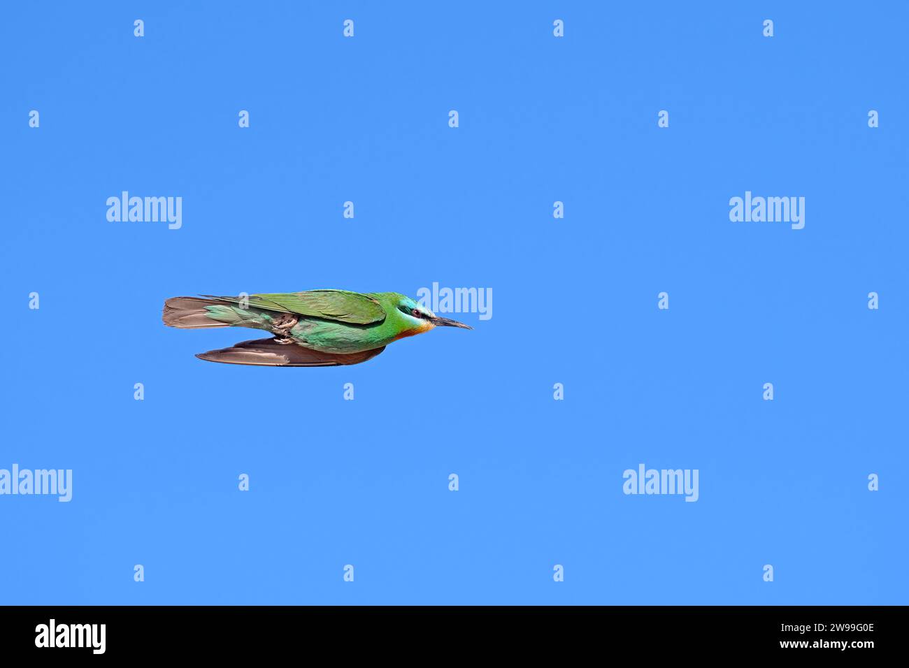 Blue-cheeked Bee-eater, Merops persicus flying in the sky. Stock Photo