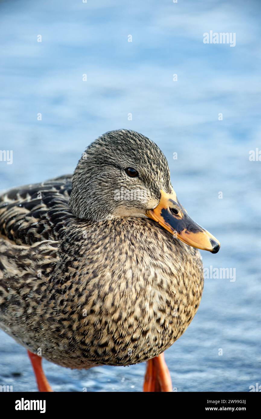 A brown duck perched on a sandy beach with a tranquil body of water in the backdrop Stock Photo