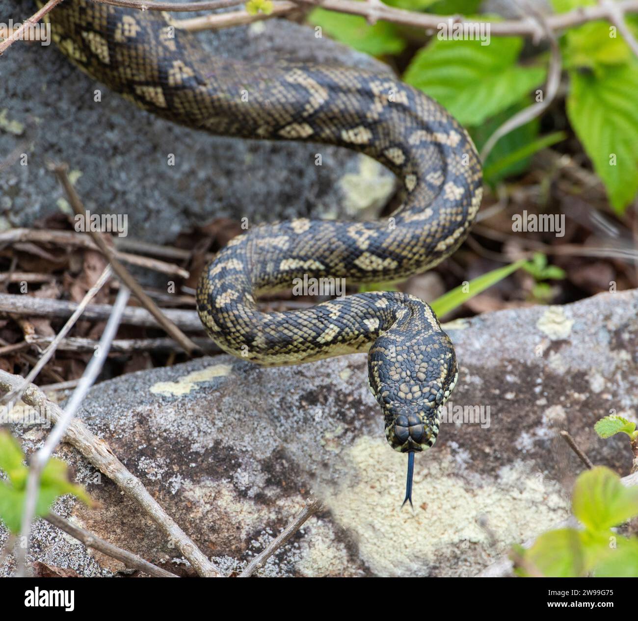 carpet python snake on the north coast of New South Wales, Australia ...