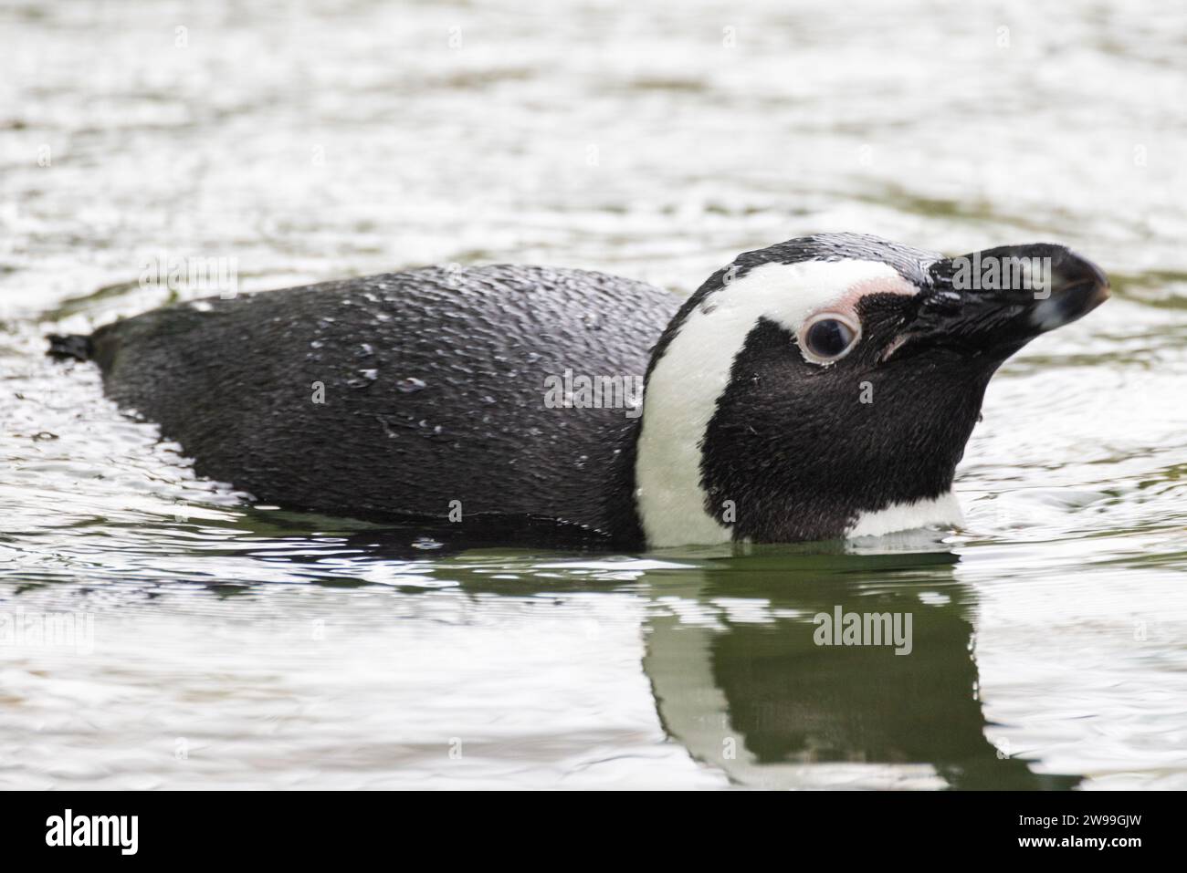 An African penguin is captured midswim, its sleek, waterproof feathers
