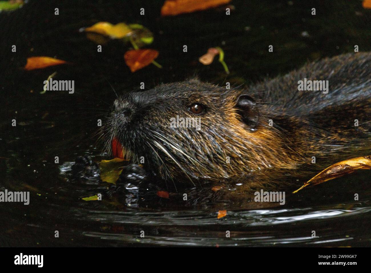 Watery environment hi-res stock photography and images - Alamy
