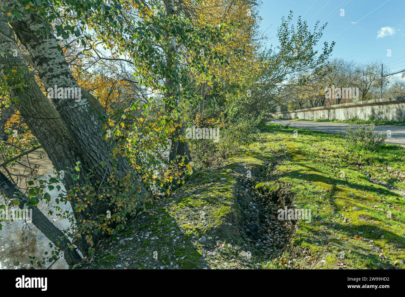 Riverside trees leaning dangerously into the river and kicking up the ...