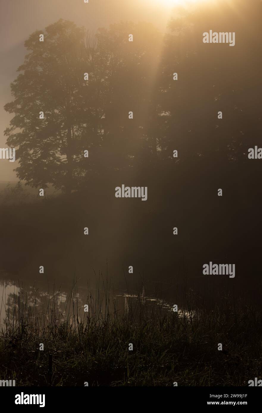 Sun rays and morning dew drops hi-res stock photography and images - Alamy