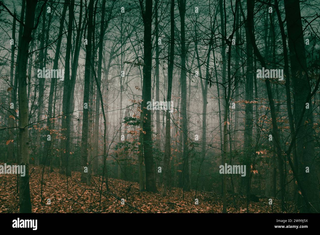 Winter forest on a foggy day, with fallen trees, bare branches, and a gloomy mood. Stock Photo
