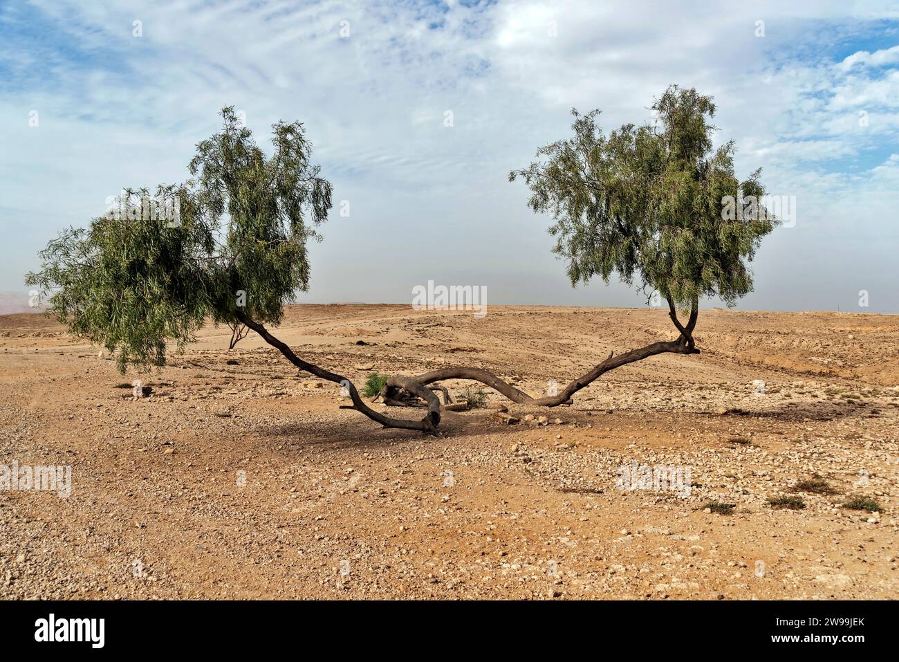 Fancy tree "Two brothers", Judea Desert, Israel Stock Photo Alamy
