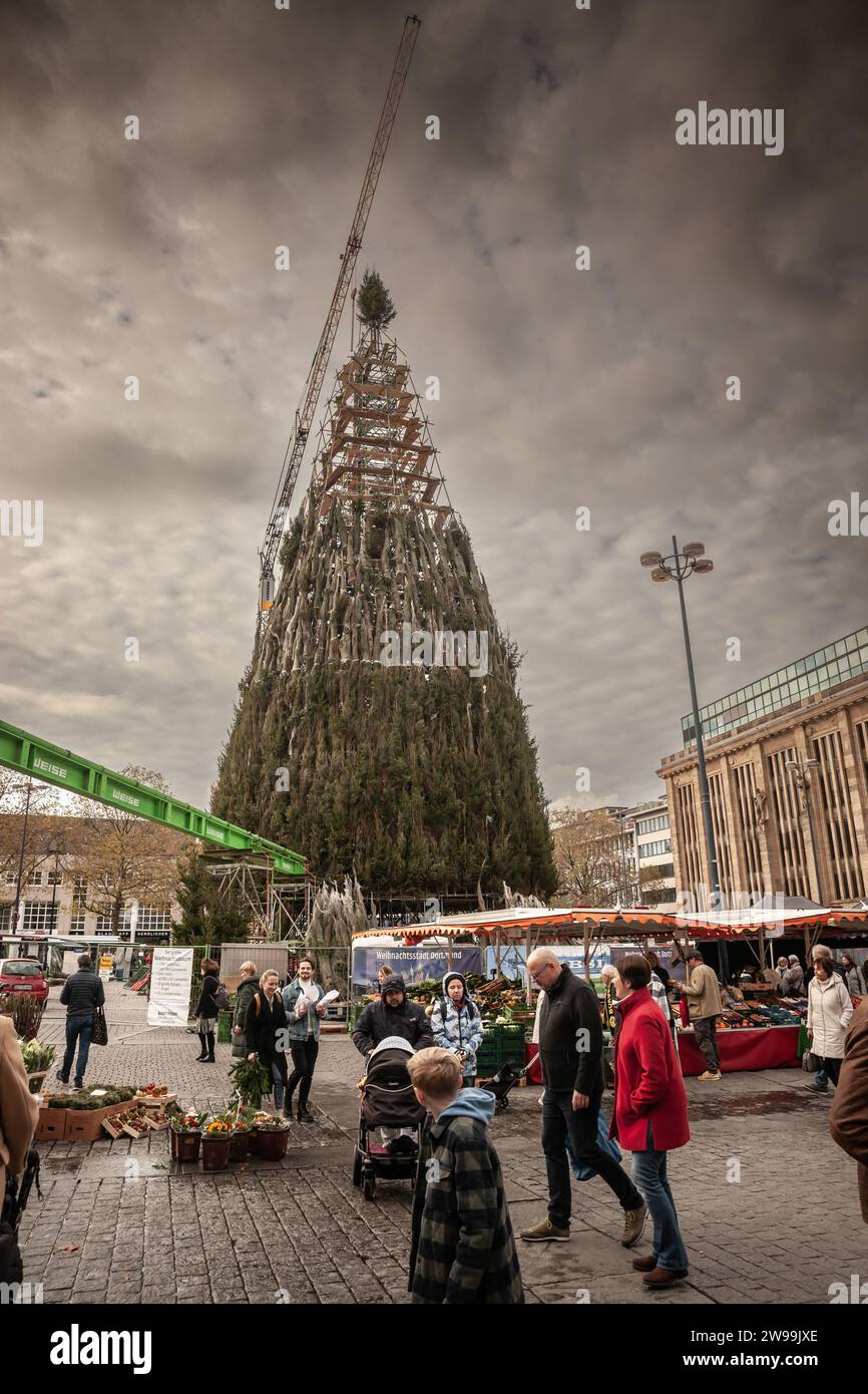 Picture of a fir tree, a giant christmas tree, being assembled and