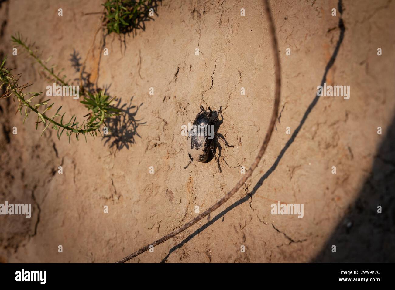 Picture of a dung beetle on mud in Titelski breg, in Serbia. Stock Photo