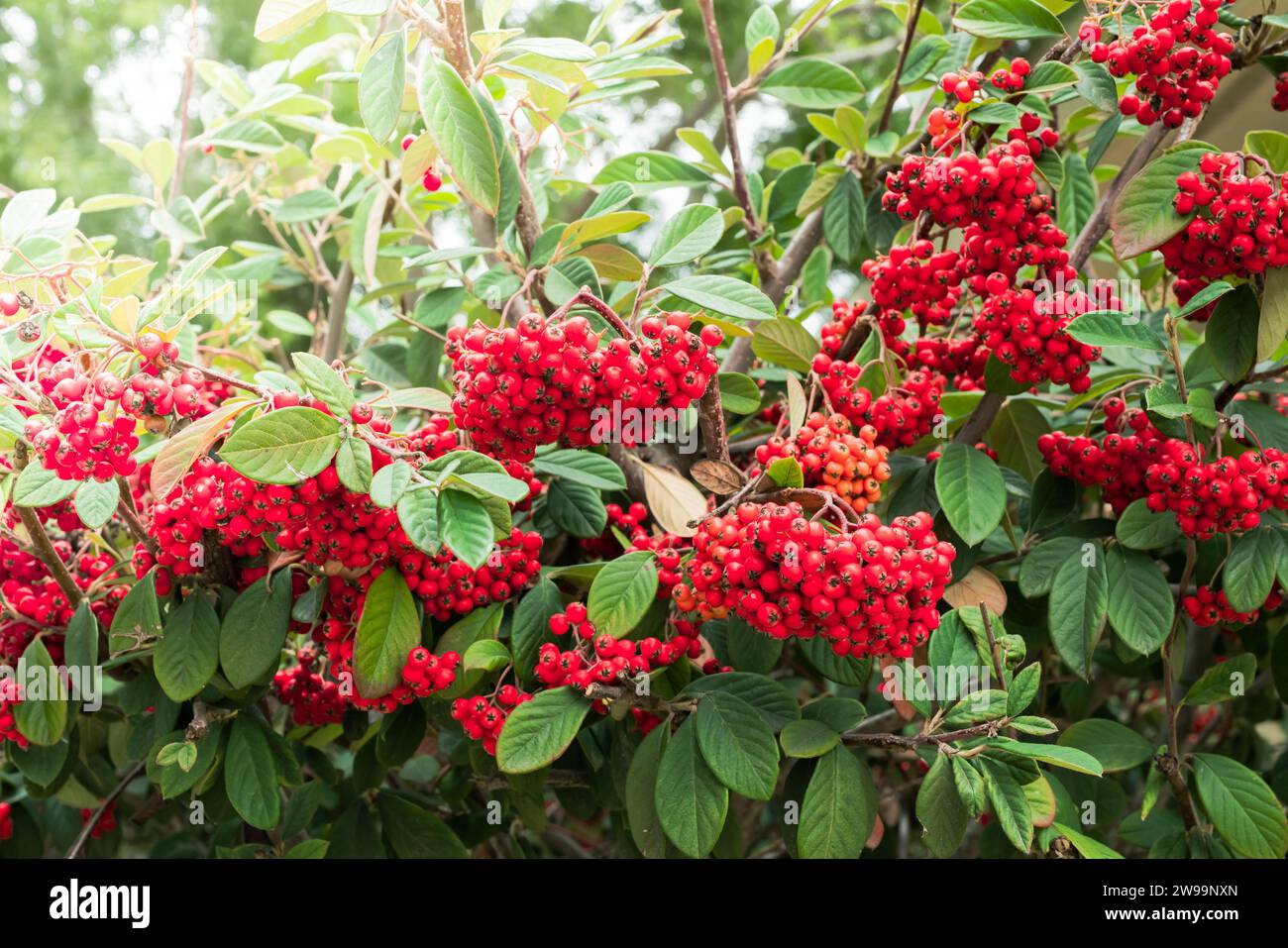 Cotoneaster berries close-up. Cotoneaster coriaceus ornamental plant with vibrant red berries and dark green foliage Stock Photo