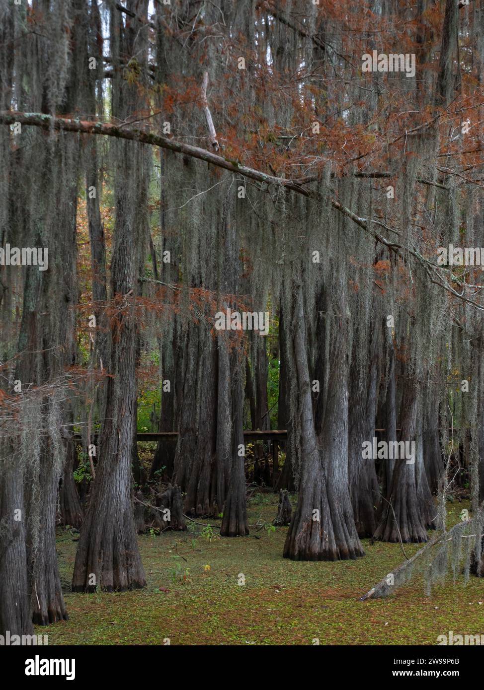Bald Cypress Trees with Spanish Moss and a Suspended Wooden Walkway through the Trees. Invasive Giant Salvinia is in the water. Stock Photo