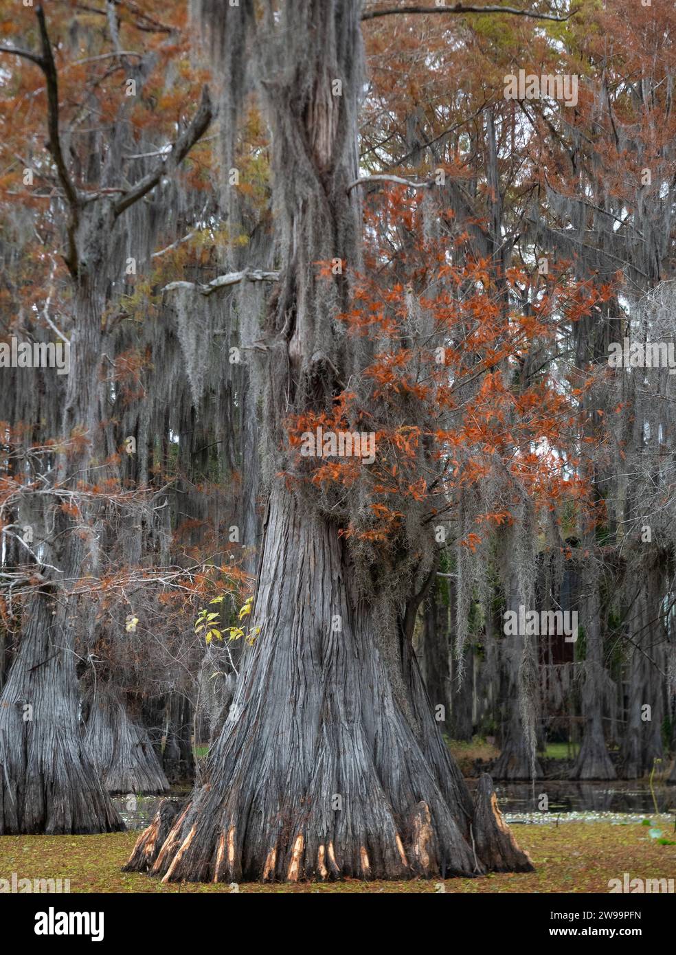 Massive bald cypress tree trunk with fall foliage and Spanish moss. Giant Salvinia, an invasive species, is in the water surrounding the tree. Stock Photo