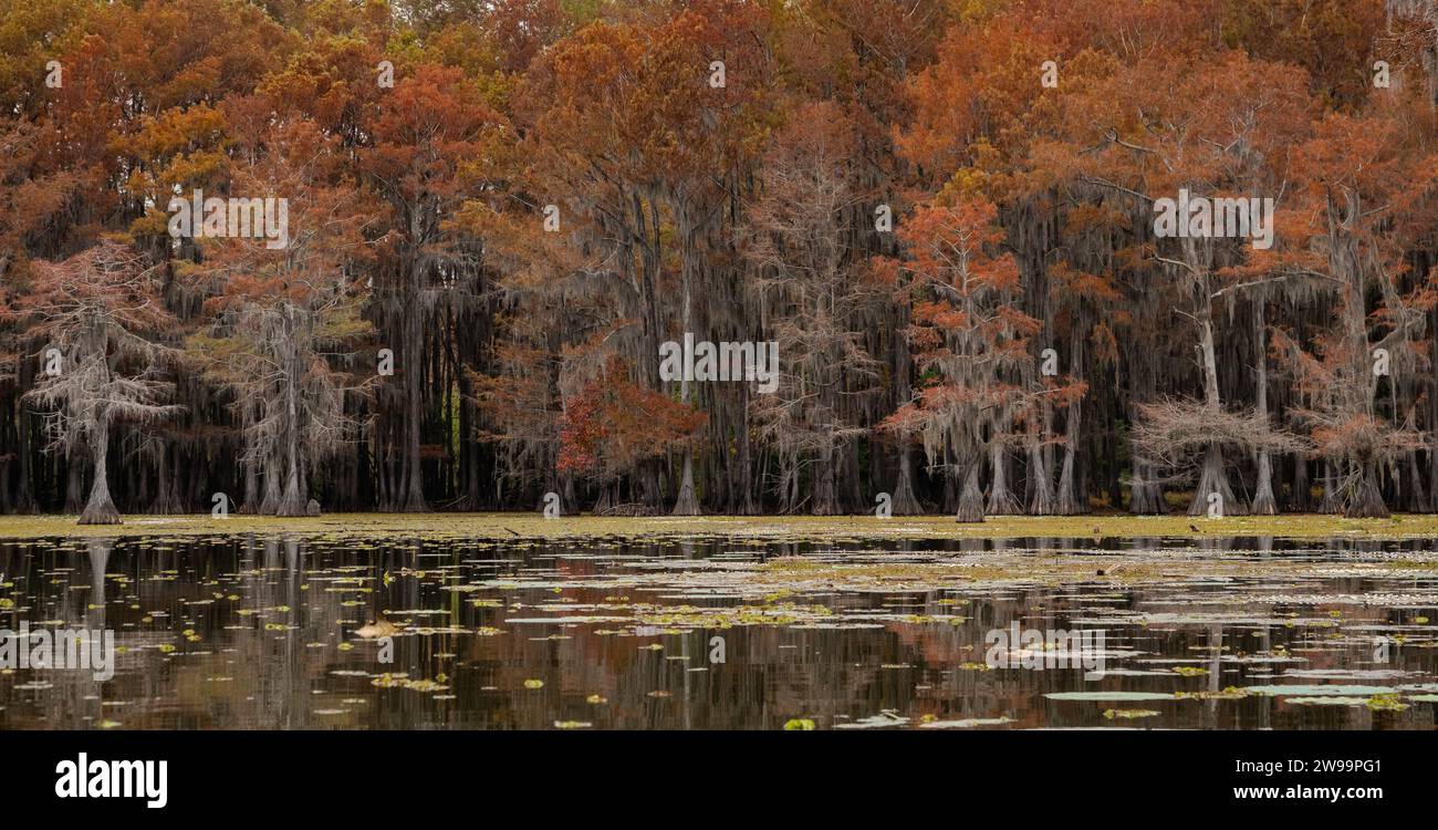 Panorama of Bald Cypress with fall foliage and with Giant Salvinia covering the water of Caddo Lake in the foreground. Stock Photo