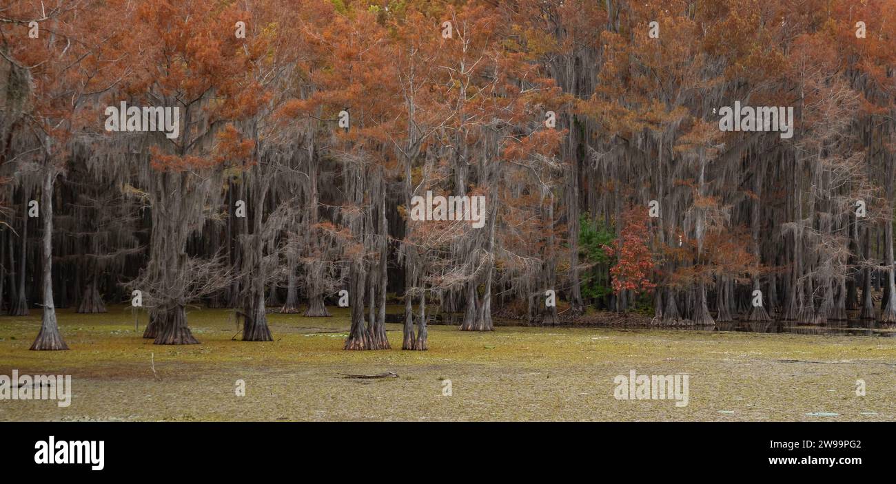 Panorama of Bald Cypress in Autumn with Giant Salvinia covering the water of Caddo Lake in the foreground. Stock Photo