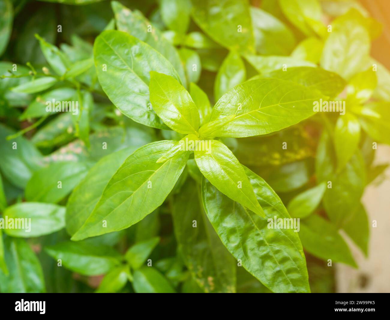 fresh herbal plant leaves Andrographis paniculata ( Burm.f. ) Wall ex Nees Stock Photo