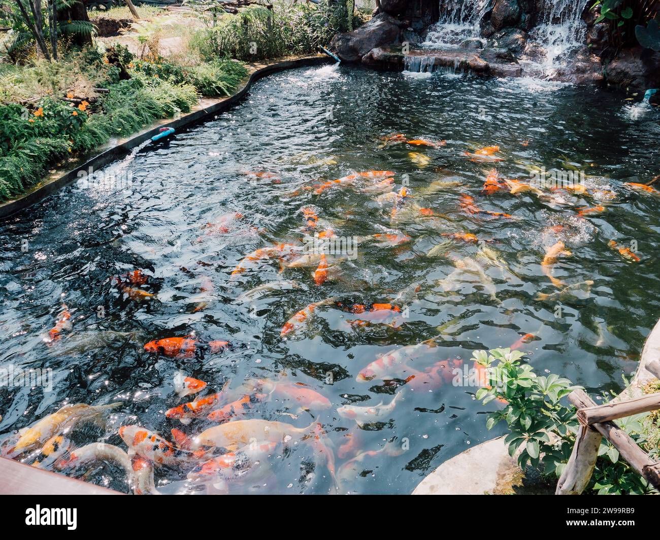 koi fish in the garden pond Stock Photo - Alamy