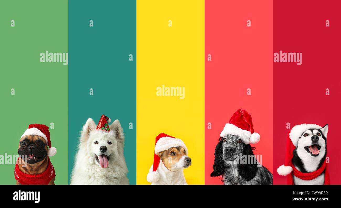 Set of dogs wearing Santa hats on color background. Christmas ...
