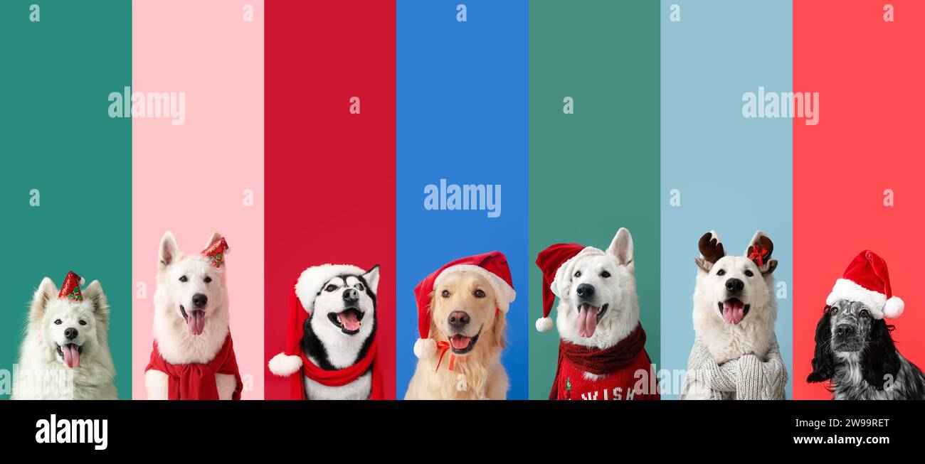 Set of dogs wearing Santa hats and deer antlers on color background ...