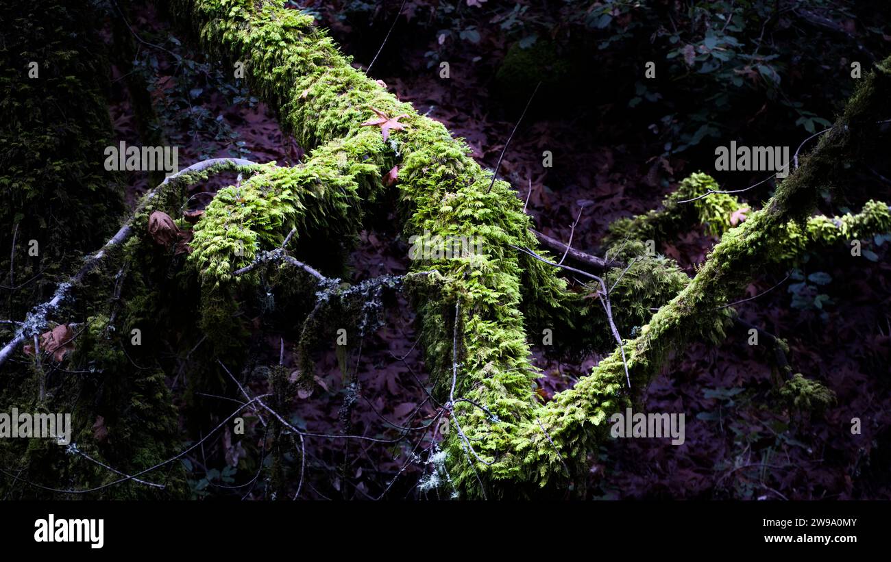 Tree trunk coved with green moss. Stock Photo