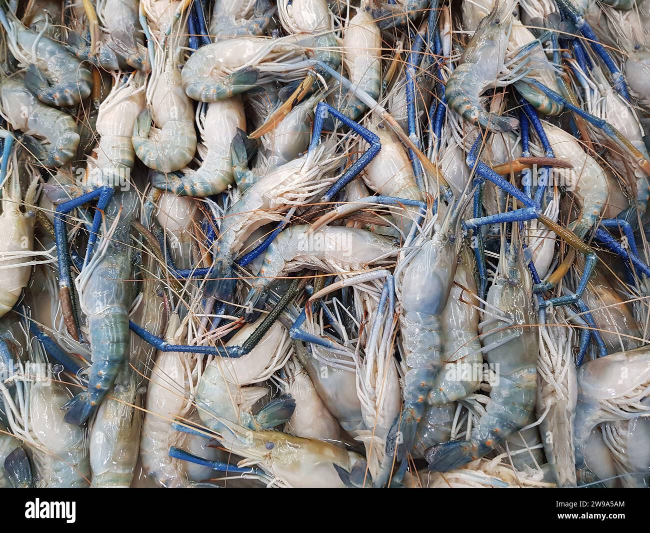 Fresh river prawns on ice in the market Stock Photo