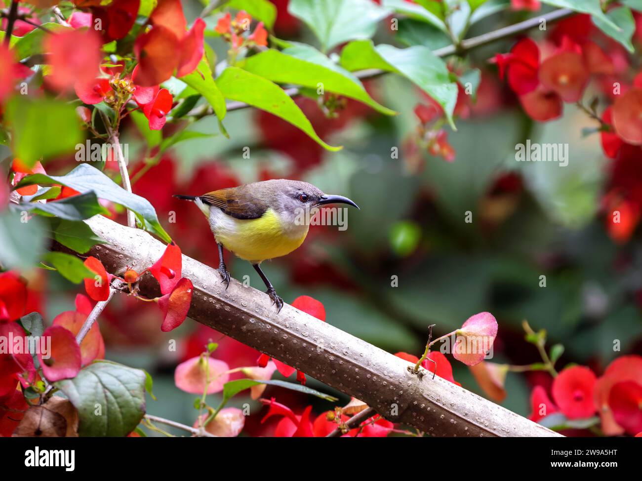 purple-rumped sunbird is a sunbird endemic to the Indian Subcontinent. Stock Photo