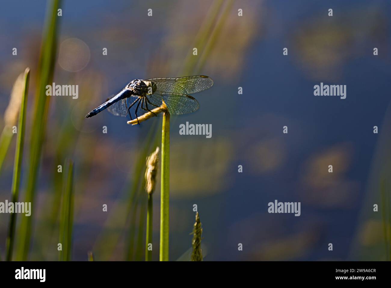 Blue dragonfly resting on branches with blurred background. Stock Photo