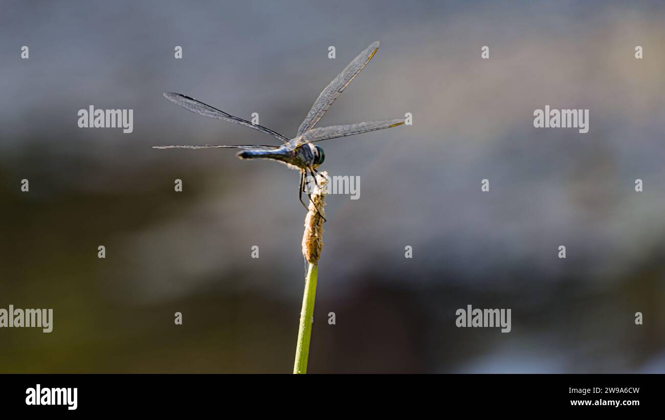 Blue dragonfly resting on branches with blurred background. Stock Photo