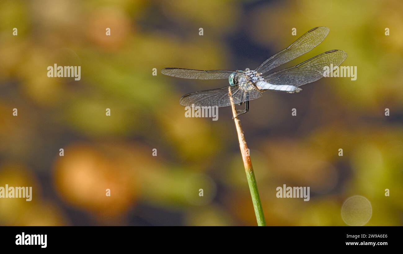 Blue dragonfly resting on branches with blurred background. Stock Photo