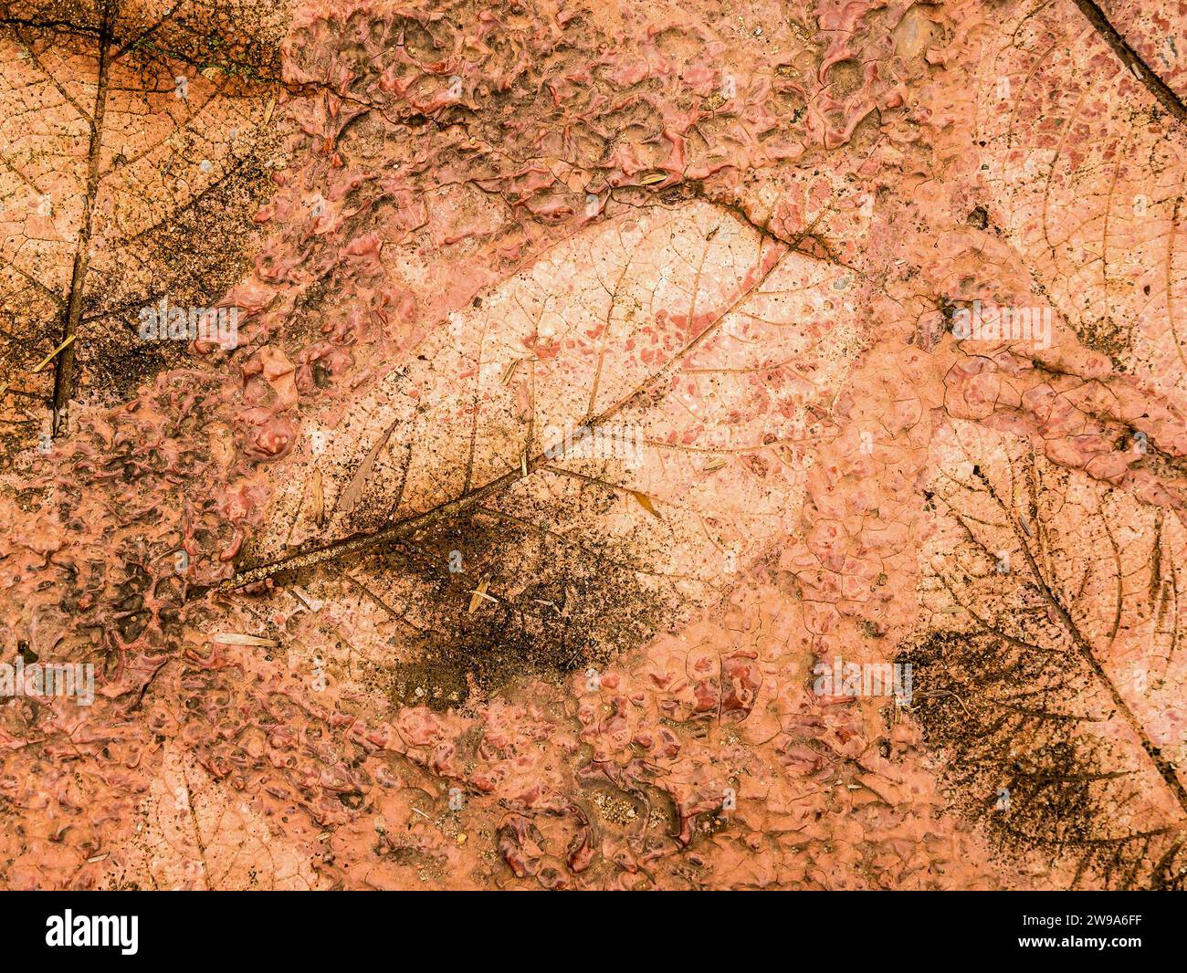 The Imprint of leaf texture on cement floor background Stock Photo