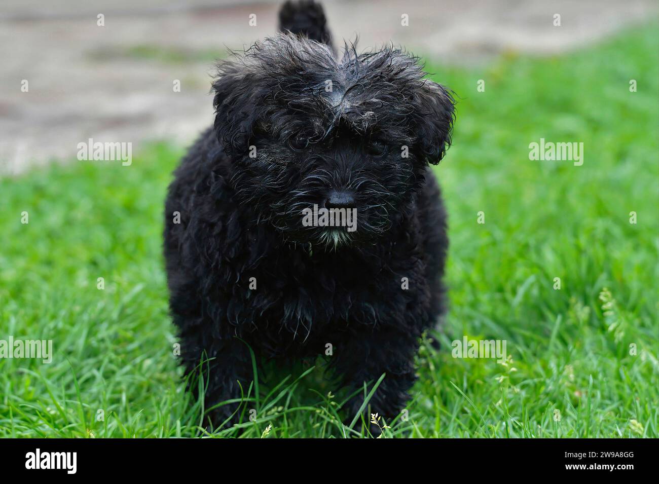 Closeup on a cute puppy long black hairy Bouvier des Flandres in the grasses standing Stock Photo