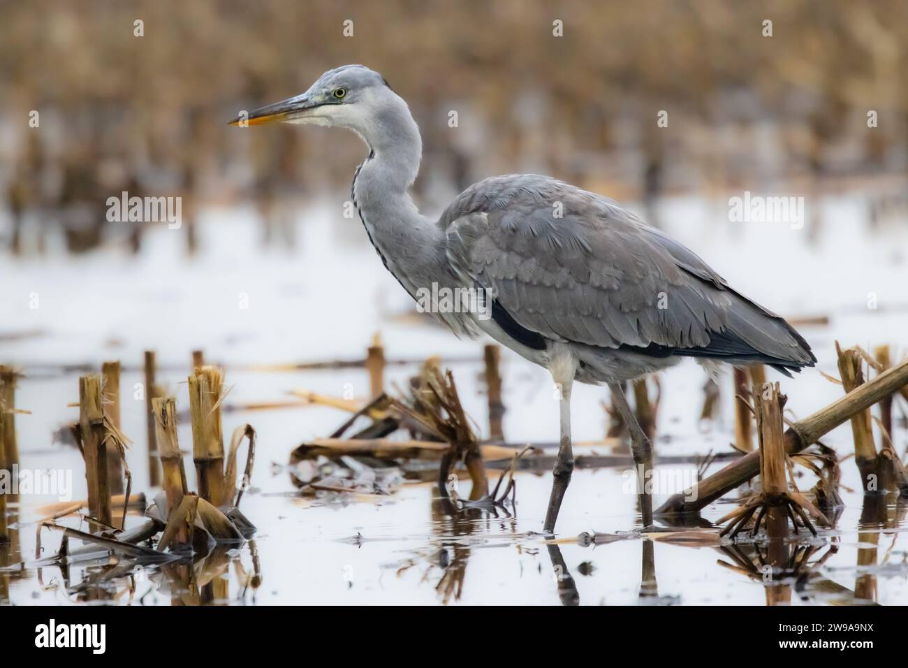 A closeup of a gray heron standing in a pond Stock Photo